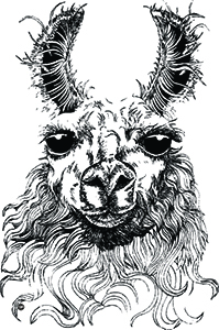 Llama Head Front View