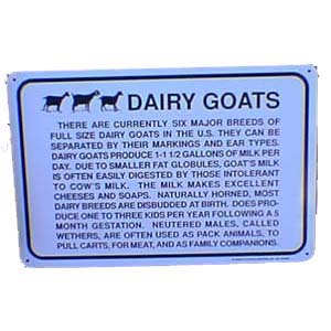 Info Dairy Goat