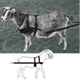 Goat Harness Work Basic