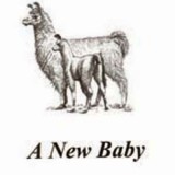 Birth Announcements| Llama  8 Pk