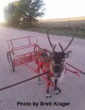 Reindeer Harness With Britching