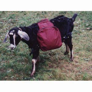 Pack Goat Basic