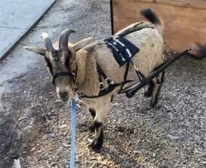 Goat Harness