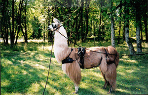 llama driving harness