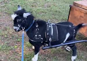 Harness Pygmy Goat
